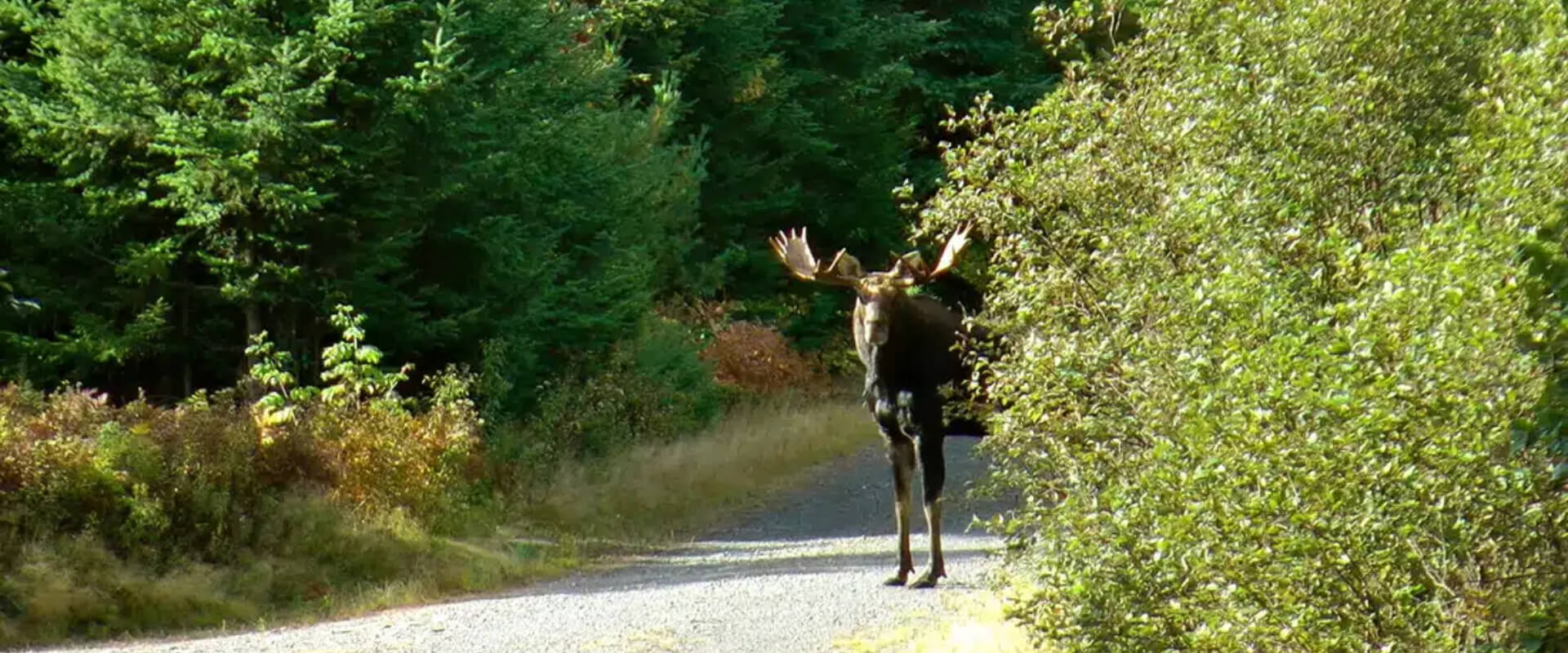 Guided Maine Hunting and Fishing Trips Guided Maine Hunting and Fishing Trips