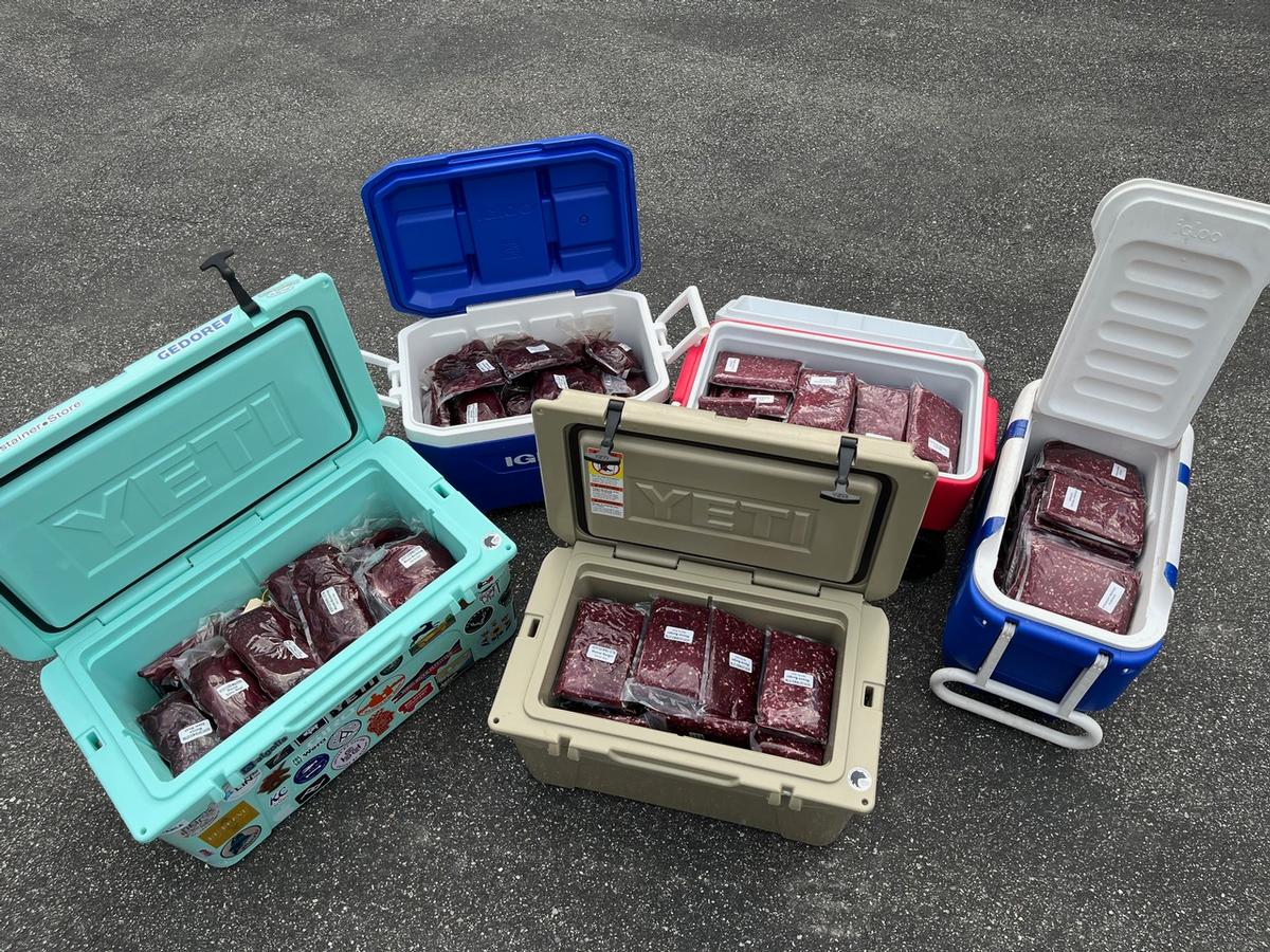 Five assorted coolers used to transport boned‑out Maine moose meat