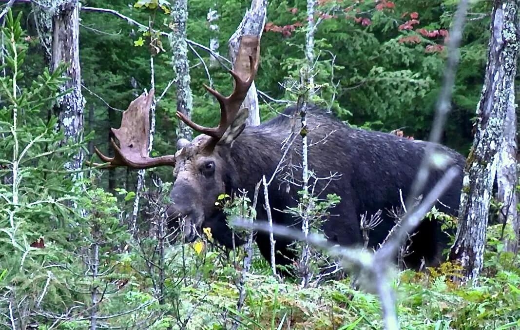 Calling in a Trophy Bull Moose Calling in a Trophy Bull Moose