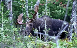 Witness the adrenaline of a mature Maine bull moose grunting and smashing through the brush into close range. Experience expert traditional calling with Epic Adventures.