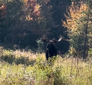 Book a world-class guided Maine moose hunt in the North Maine Woods with Epic Adventures. Experienced guides, remote wall tent camps, and elite game care in Zones 1, 2, 4, and 5.