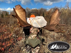 We handle the heavy lifting. Our guided Maine moose hunts include complete field care, quartering, and professional trophy retrieval from the deep woods.