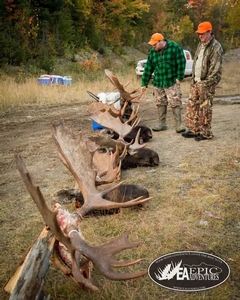 Proof is in the results. Check out our multiple successful trophy bull harvests taken during a single week in the North Maine Woods with Epic Adventures.