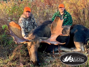 Harvest a giant trophy bull in the North Maine Woods. Our dedicated pre-season scouting and expert calling bring mature Maine moose into range.